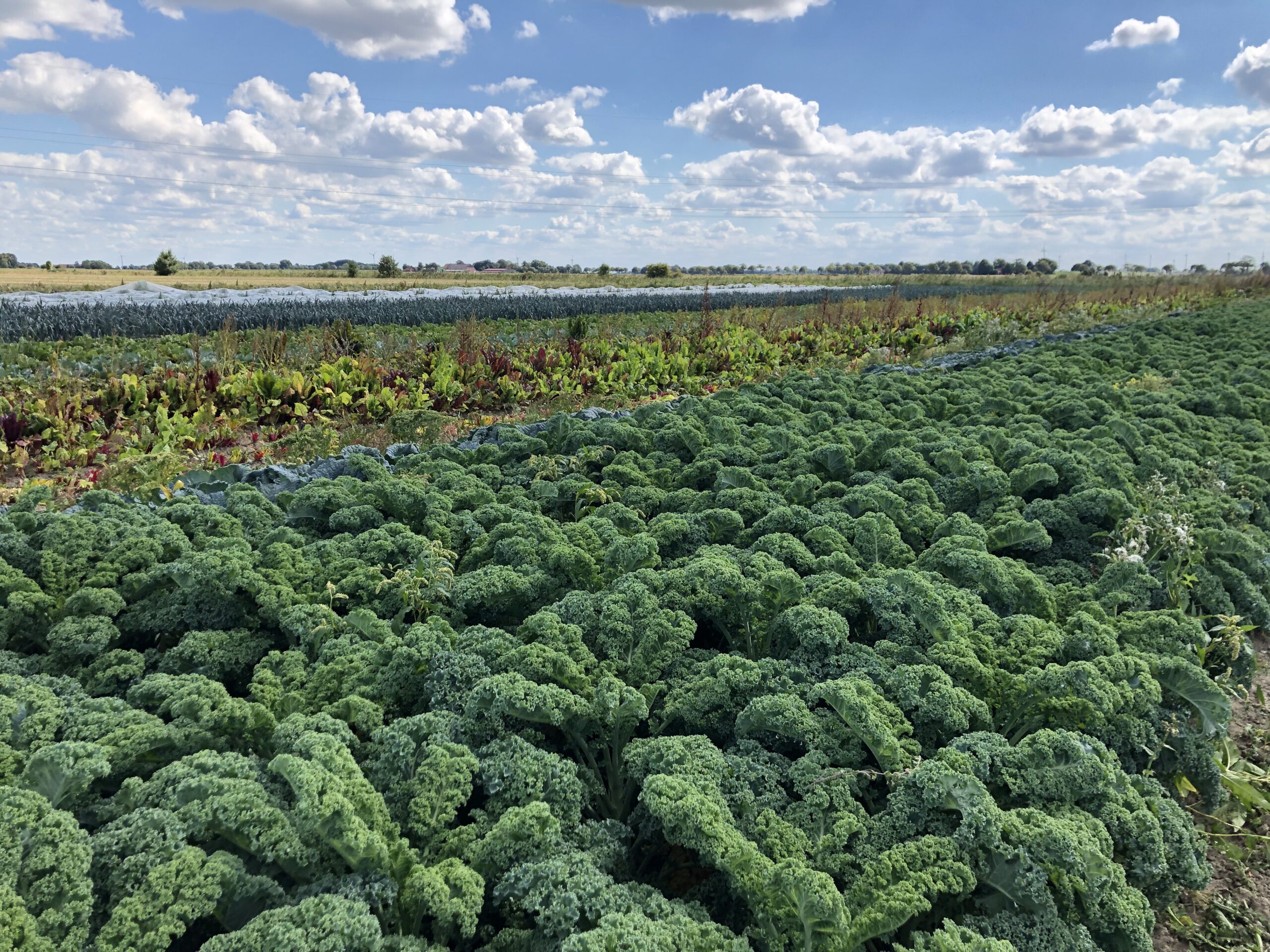 Mehr über den Artikel erfahren Biolandhof Agena * Dreyer in Krummhörn Schoonorth
